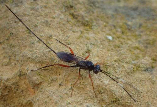 Stenarella domator
